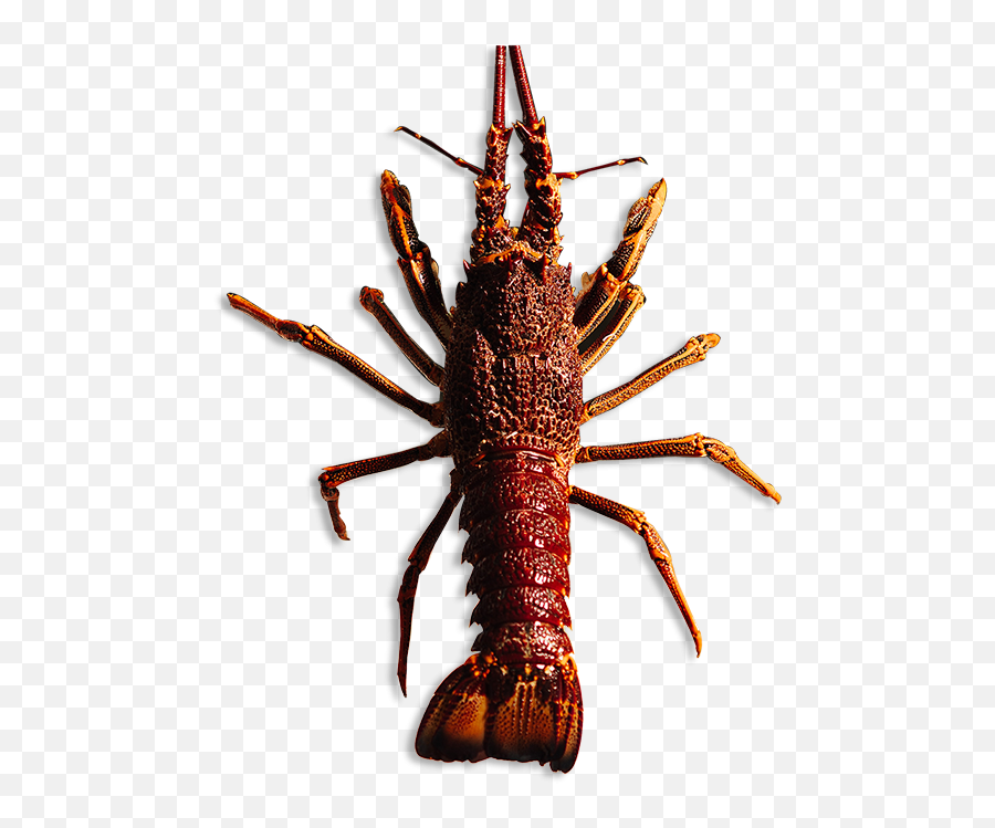 Watch Our Videos To Learn More About The Rock Lobster Emoji,Lobster Transparent Background