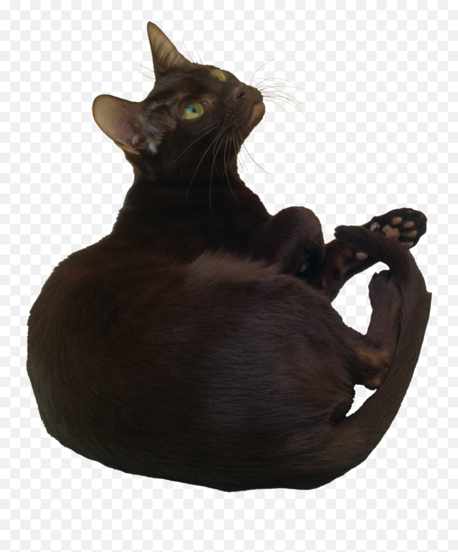 Cat Png - Bombay Cat Emoji,Black Cat Png
