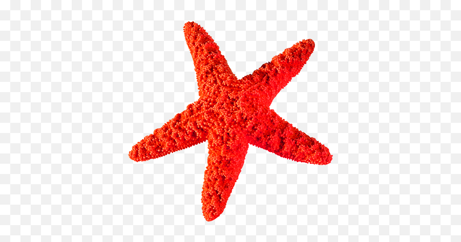 Starfish Clip Art - Creative Starfish Png Download 500500 Étoile De Mer Png Emoji,Starfish Clipart