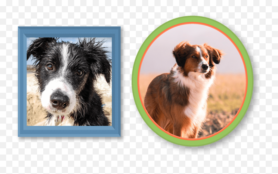 Australian Shepherd Transparent - Picture Frame Emoji,Australian Shepherd Clipart