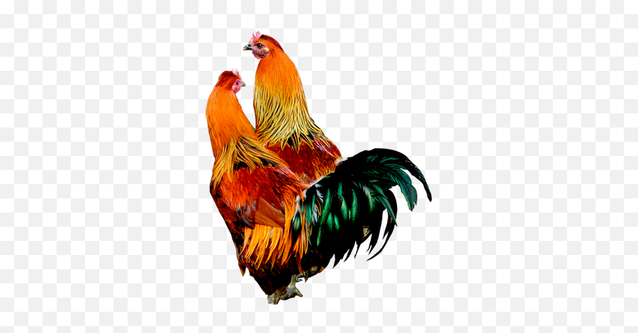 Rooster Png Images - Rooster Png Emoji,Rooster Png
