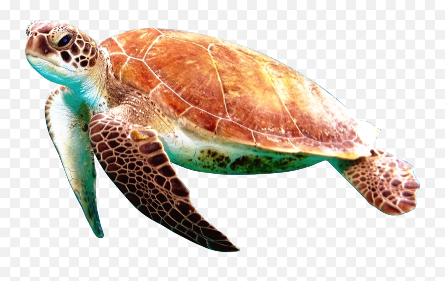 Turtle Png - Transparent Background Sea Turtles Clipart Emoji,Sea Turtle Clipart