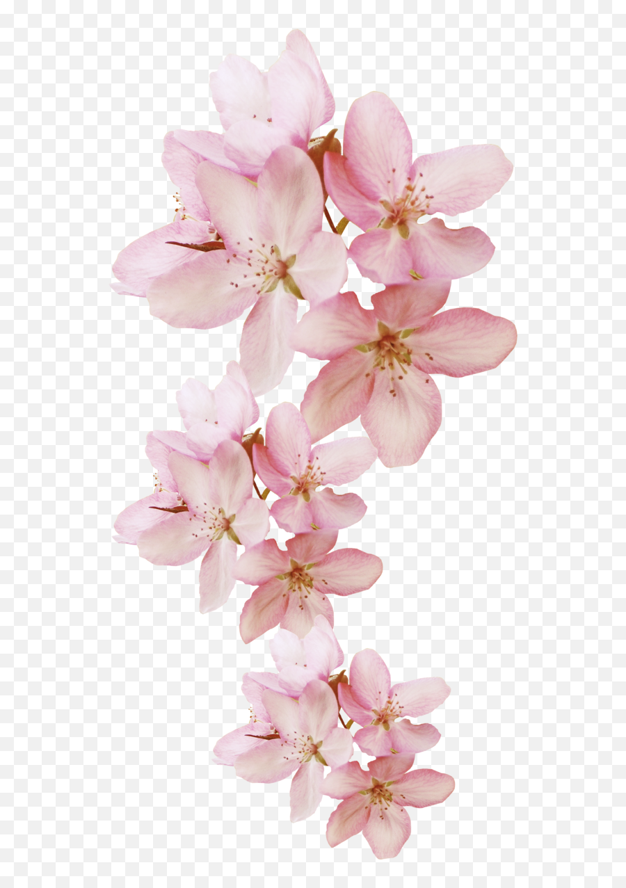 91 Motif Ideas Cherry Blossom Drawing Sakura Tattoo Grey Emoji,Cherry Blossom Flower Png
