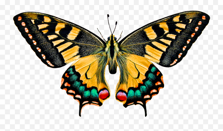 Wildlife Butterfly Flying - Free Photo On Pixabay Emoji,Butterfly Flying Png