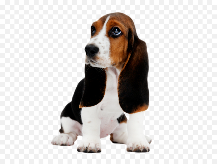 Basset Hound Puppy Clip Art - Dog Daycare Png Download 550 Emoji,Hound Dog Clipart