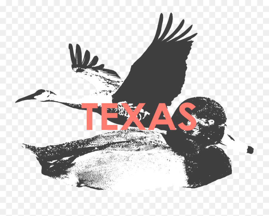Texas Hunt 41 - Accipitridae Emoji,Texas Png