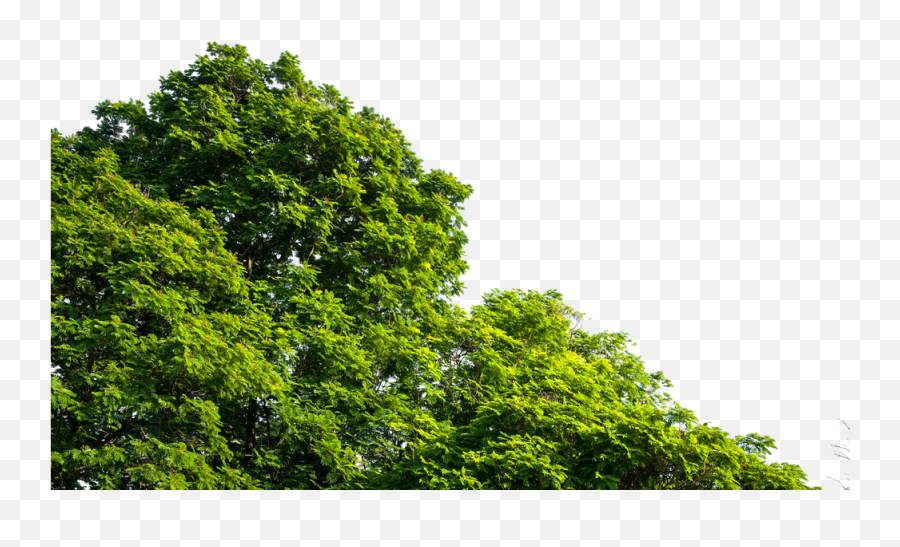 Green Bush Herbs Green Greenery - Temperate Broadleaf And Mixed Forest Emoji,Greenery Png