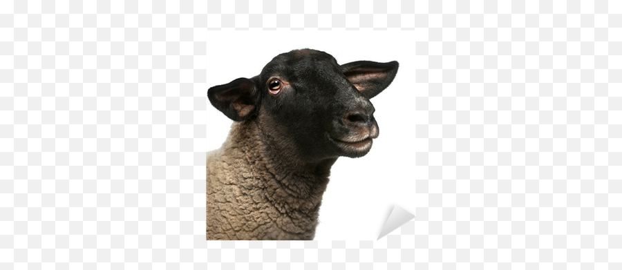 Female Suffolk Sheep Ovis Aries 2 Years Old Portrait Emoji,Sheep Transparent