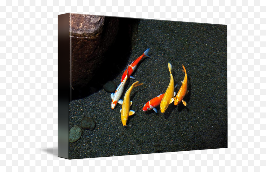 Colorful Koi Fish - 26164 By Nature Photographer Emoji,Koi Png
