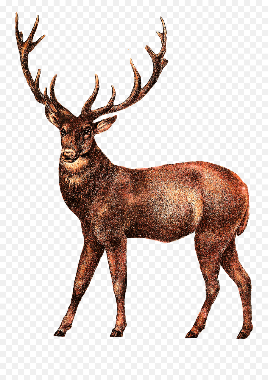 Deer Transparent - Free Transparent Deer Emoji,Deer Png