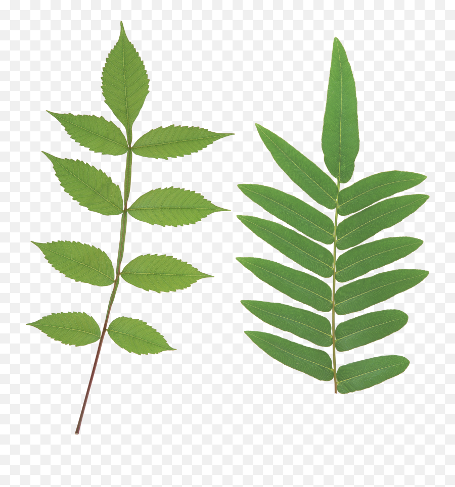 Green Leaves Png Images - Stem With Leaves Png Emoji,Green Leaves Png