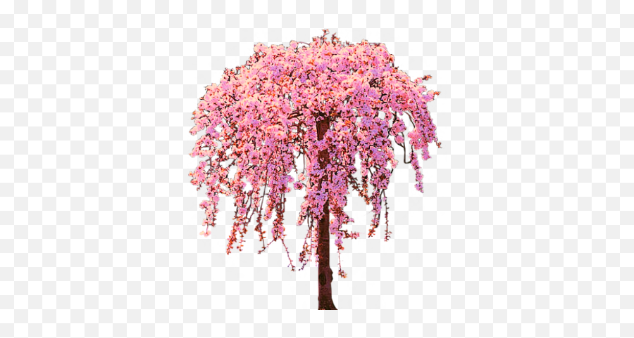 Cherry Blossom Tree Png Graphic Library - Real Transparent Background Cherry Blossom Tree Png Emoji,Cherry Blossom Transparent Background