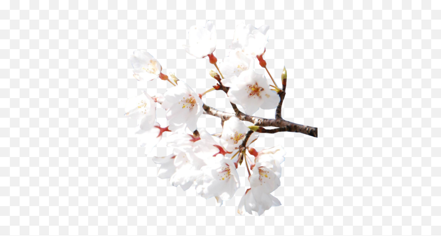 Cherry Blossoms Psd Psd Free Download Templates U0026 Mockups Emoji,Cherry Blossom Flower Png