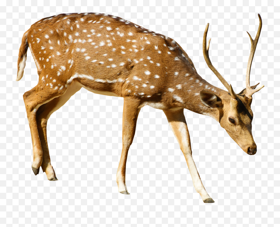 Brown Deer With White Spots Standing Png Image Brown Deer Emoji,Speckles Png