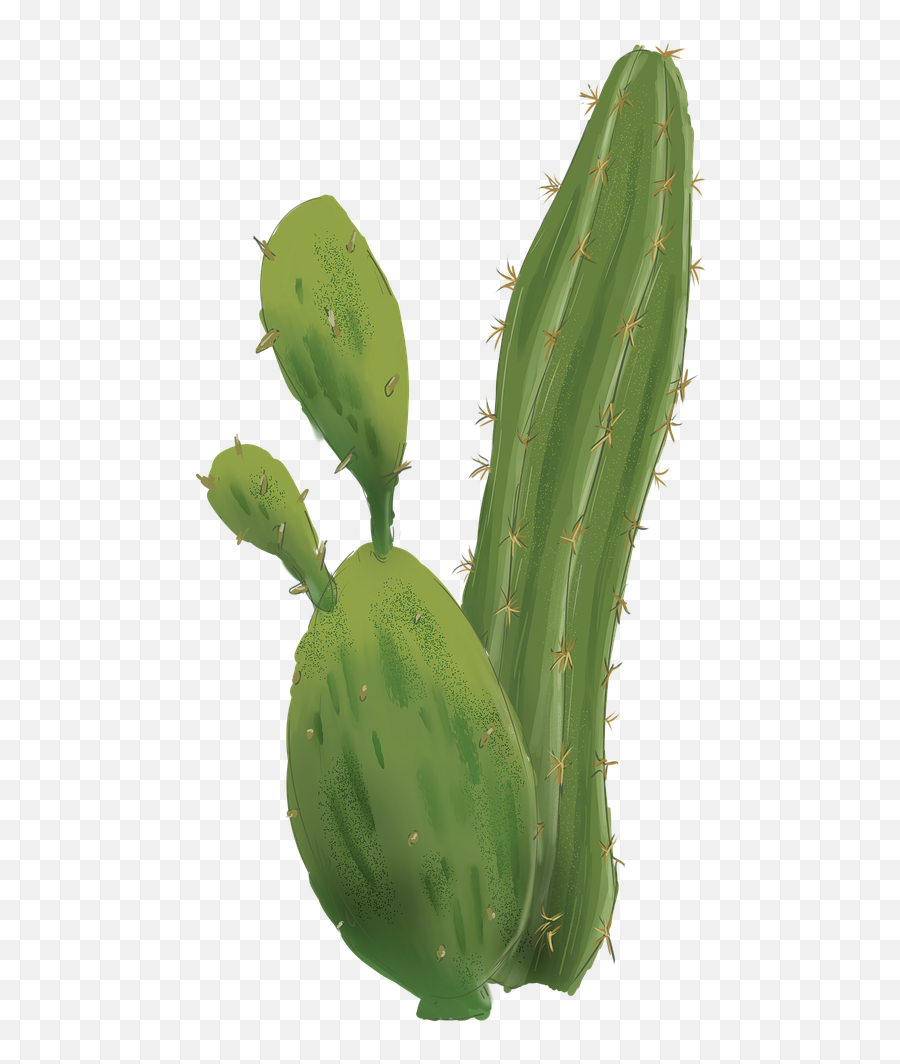 Cactus Desert Succulent - Free Image On Pixabay Emoji,Cacti Png