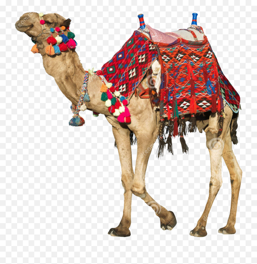 Family Tour Rajasthan - Ancient Arabian Camel Saddle Full Emoji,Saddle Png