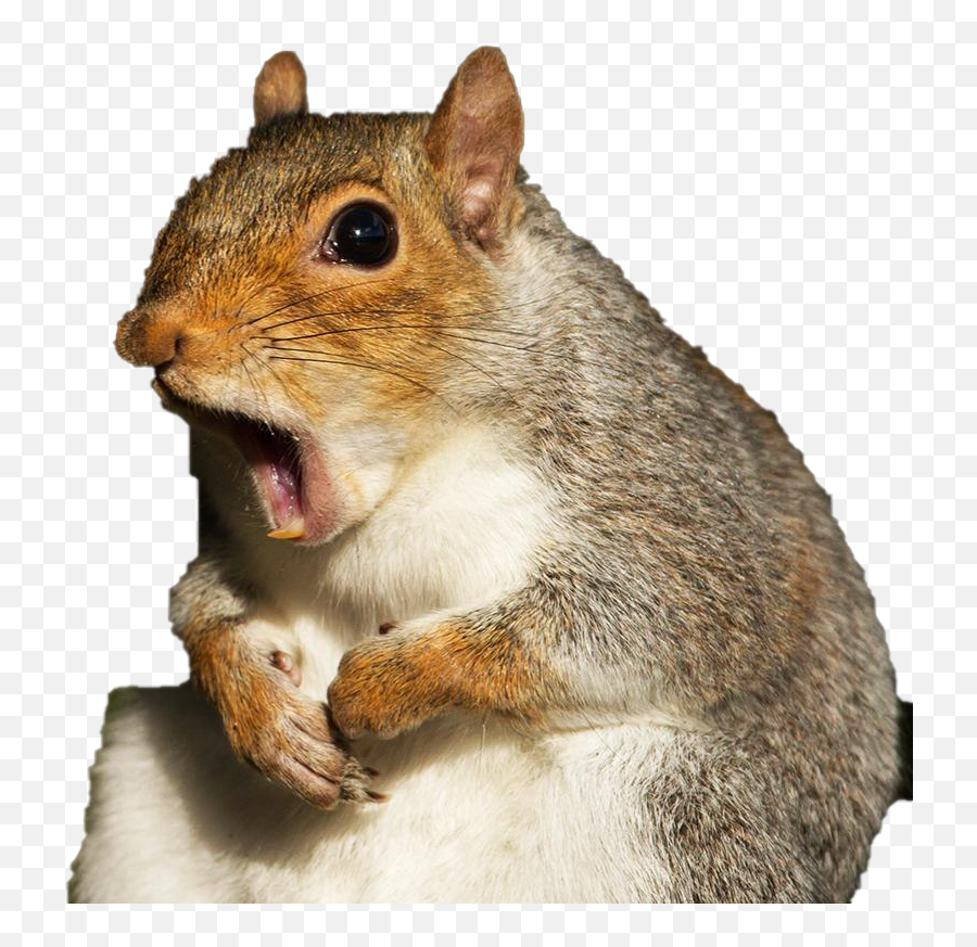 Squirrel Png Images Transparent - Squirrel Png Emoji,Squirrel Png