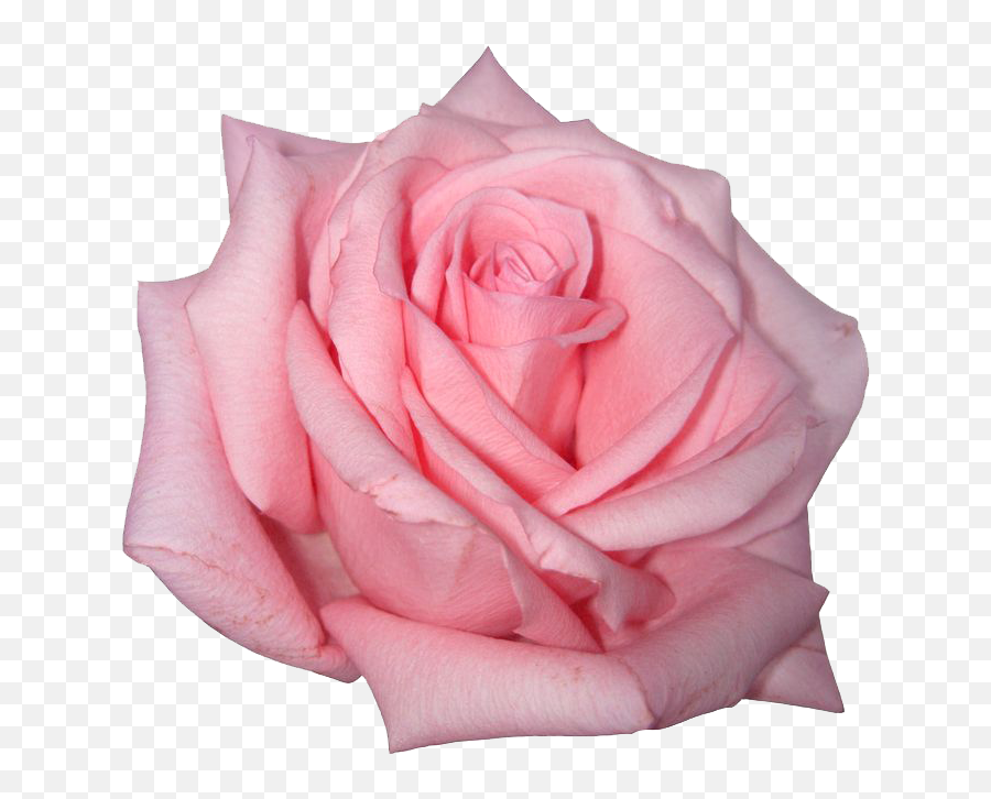 Pink Rose Png Image - Pink Rose Png Emoji,Pink Flower Png