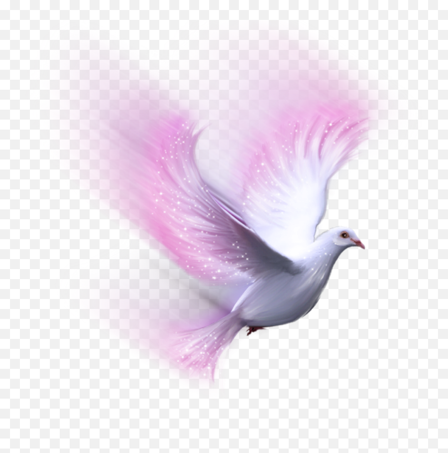 Download Bird Pink White Dove Freetoedit - White Dove Lovely Emoji,Dove Png