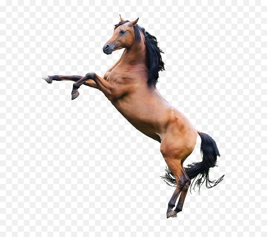 Horse Png Image - Horse Rearing Png Emoji,Horse Png