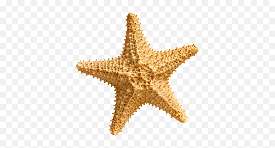Starfish Png Emoji,Star Fish Png