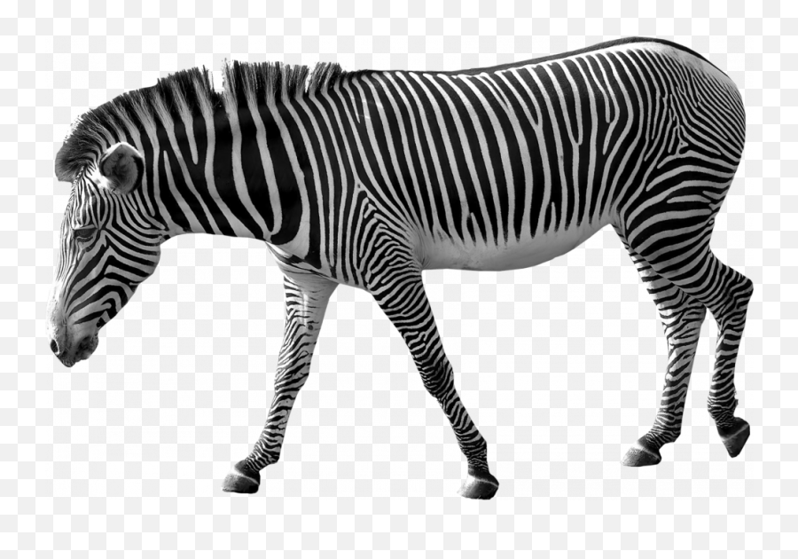 Zebra Png Image Transparent Background - Zebra Png Emoji,Zebra Logo