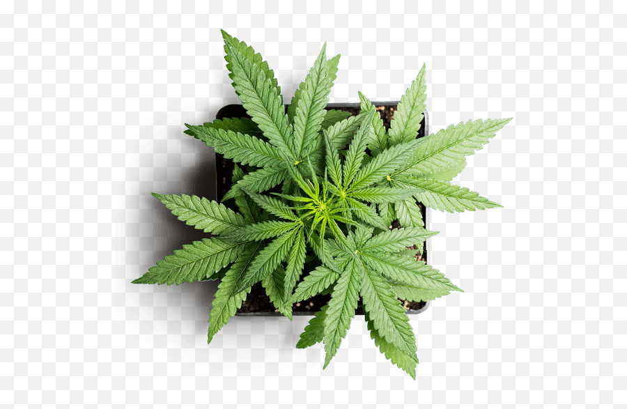 Local Leaf Rx Emoji,Marijuana Leaf Transparent