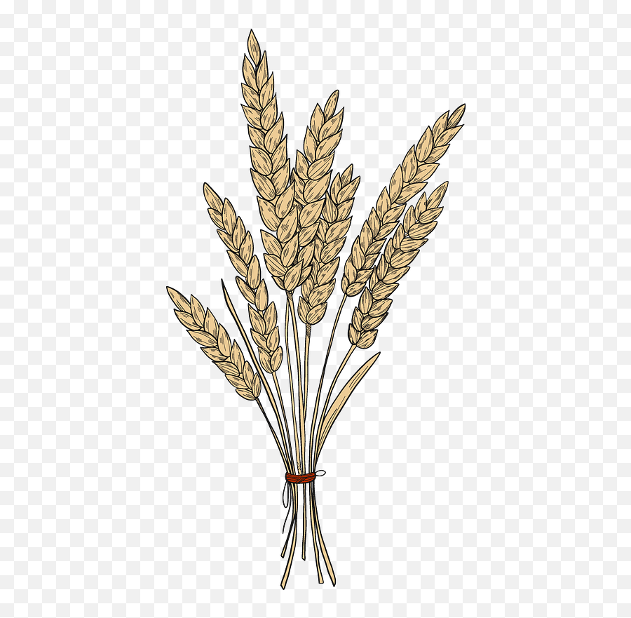 Wheat Clipart Free Download Transparent Png Creazilla - Khorasan Wheat Emoji,Wheat Clipart