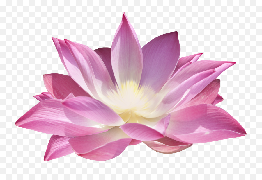 Lotus Flower Png - Png Lotus Emoji,Lotus Flower Png