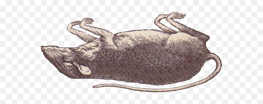 Vintage Image - Sketch Emoji,Rat Transparent Background
