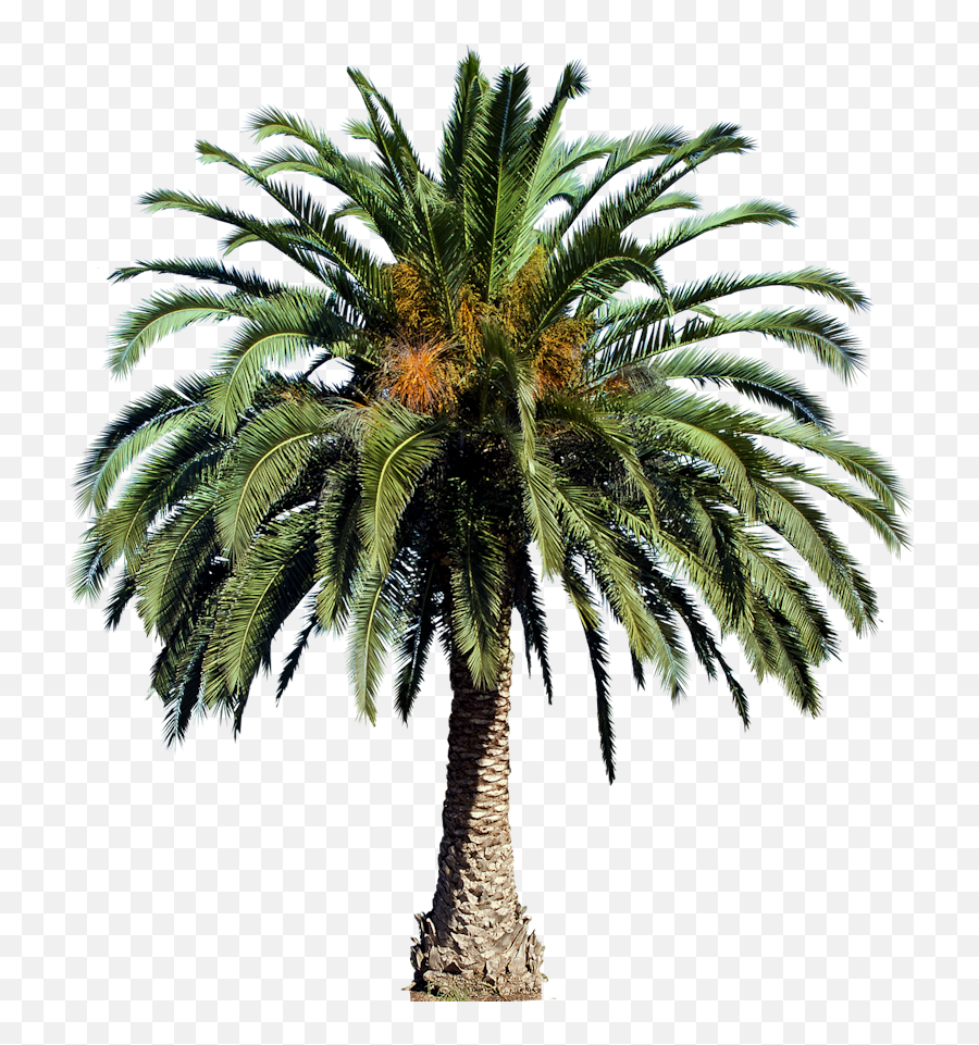 Tree Photoshop Tree Psd Palm Tree Png - Transparent Background Date Palm Tree Png Emoji,Tree Png