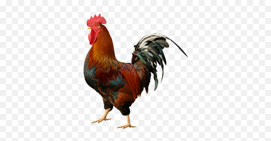 Stock - Cockwomble Gif Emoji,Rooster Png