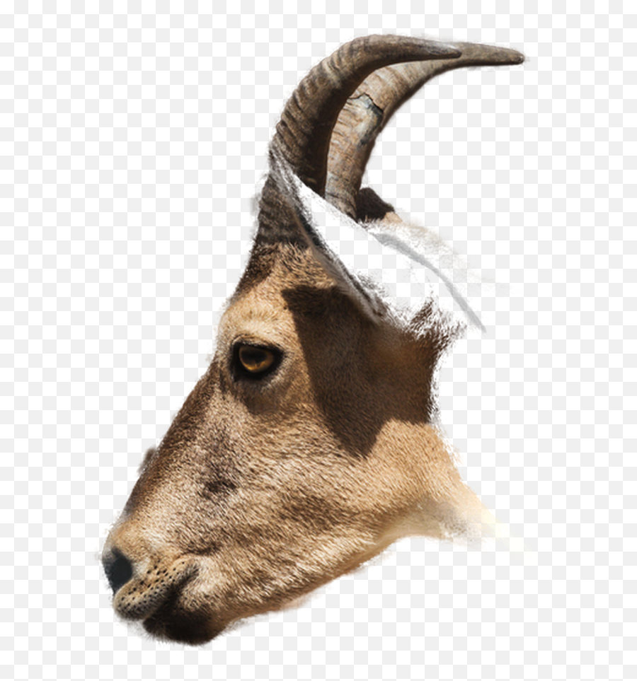 9 Free Horn Png Images Hd Png Se Emoji,Goat Horns Png