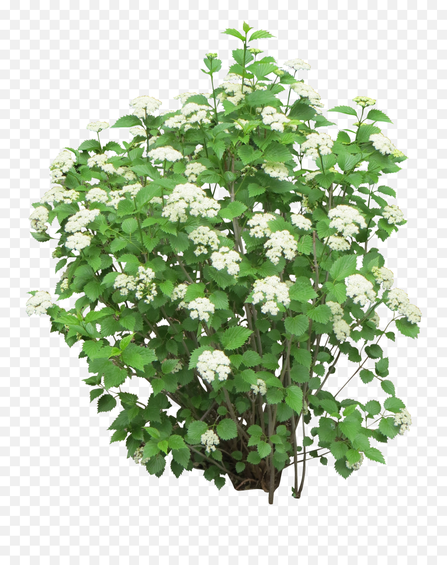 Bush With White Flowers - Immediate Entourage Plant With White Flowers Png Emoji,White Flower Png