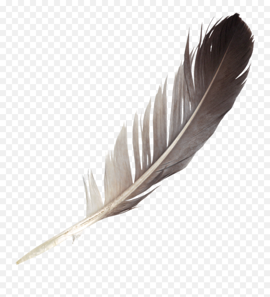 7 Feathers - Feather Png Emoji,Feather Transparent Background
