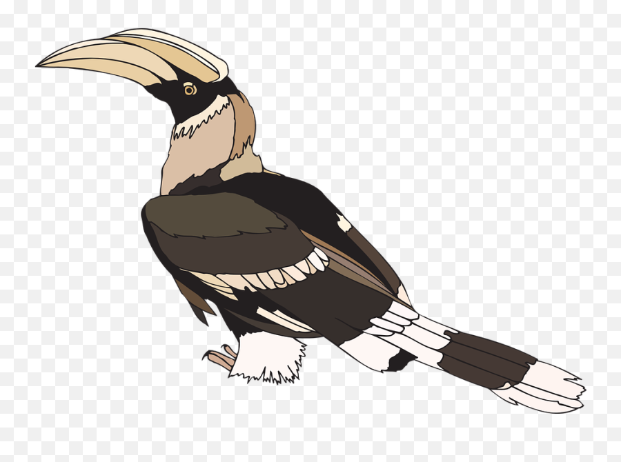Indian Feather Png - Hornbill Pied Indian Bird Wings Staring Calao Png Emoji,Feathers Clipart