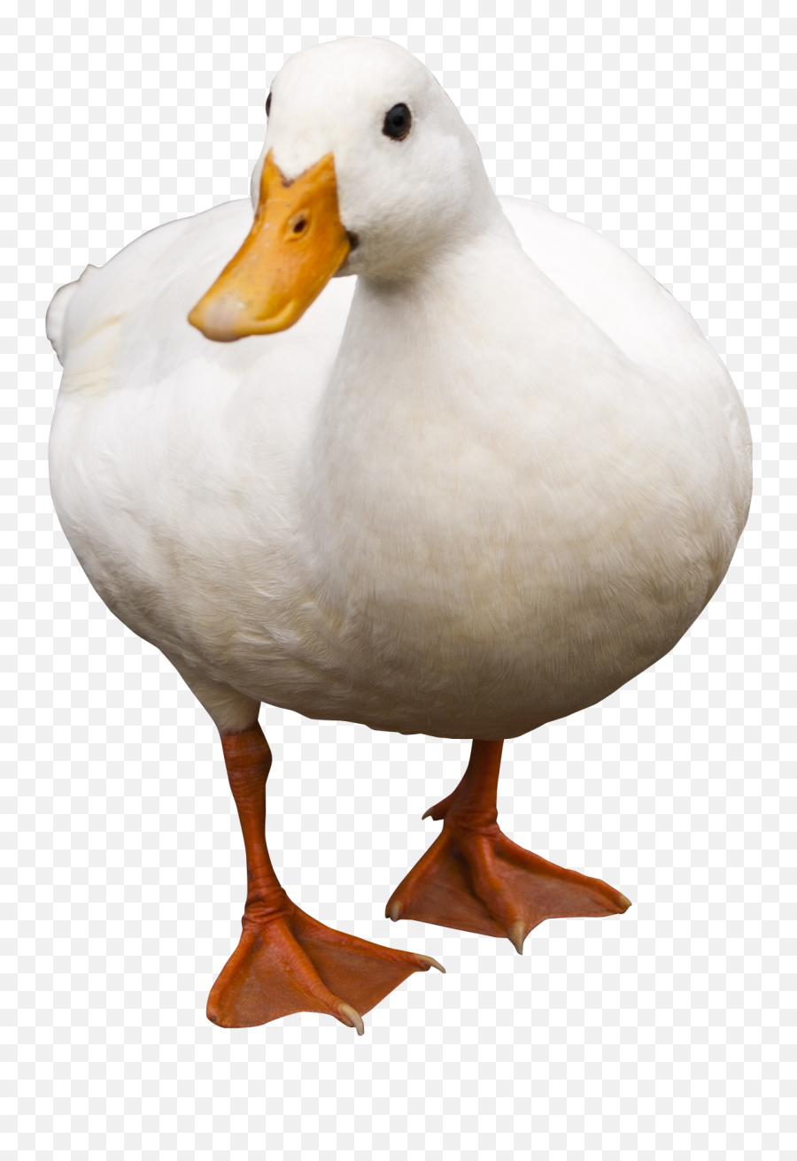 Duck Png Transparent Image - Farm Duck Png Emoji,Duck Png