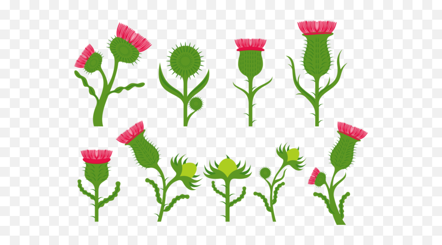 Thistle Vector Art Icons And Graphics For Free Download Emoji,Thistle Clipart