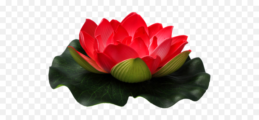 Lotus Clipart Red Lotus Lotus Red - Red Lotus Flower Transparent Emoji,Lotus Flower Png