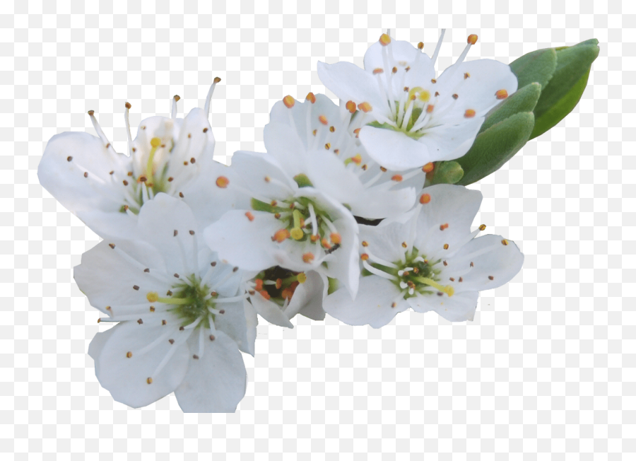 White Flowers Png Gallery Flower Decoration Ideas - My Mom White Cherry Flowers Png Emoji,White Flower Png