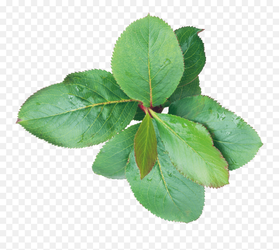 Download Green Leaf Png Hq Png Image - Portable Network Graphics Emoji,Green Leaves Png