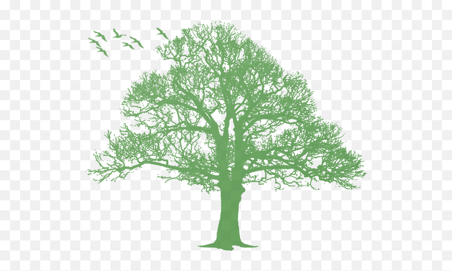 Oak Tree Silhouette - Tree Png Download 570464 Free Green Tree Silhouette Free Emoji,Oaktree Clipart