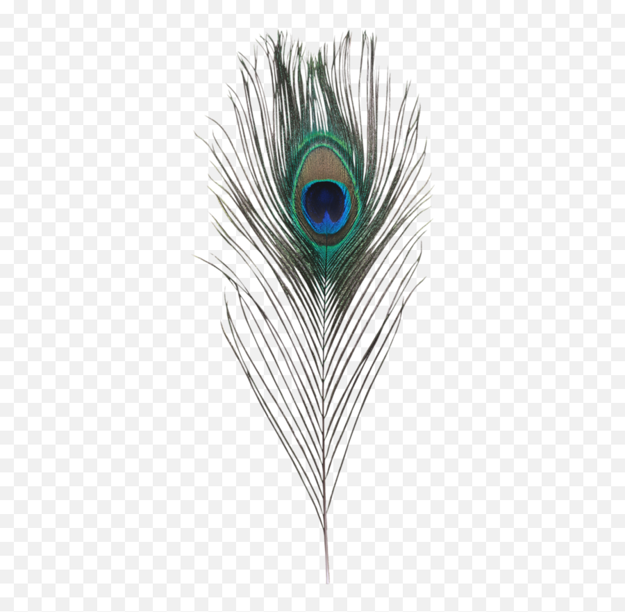 Feather Clip Art - Peacock Feathers Png Download 351800 Peacock Feather Png Emoji,Feathers Clipart