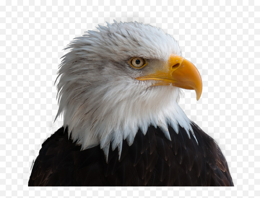 Download Bald Eagles Adler Bald Eagle - Eagle Png Emoji,Bald Eagle Png