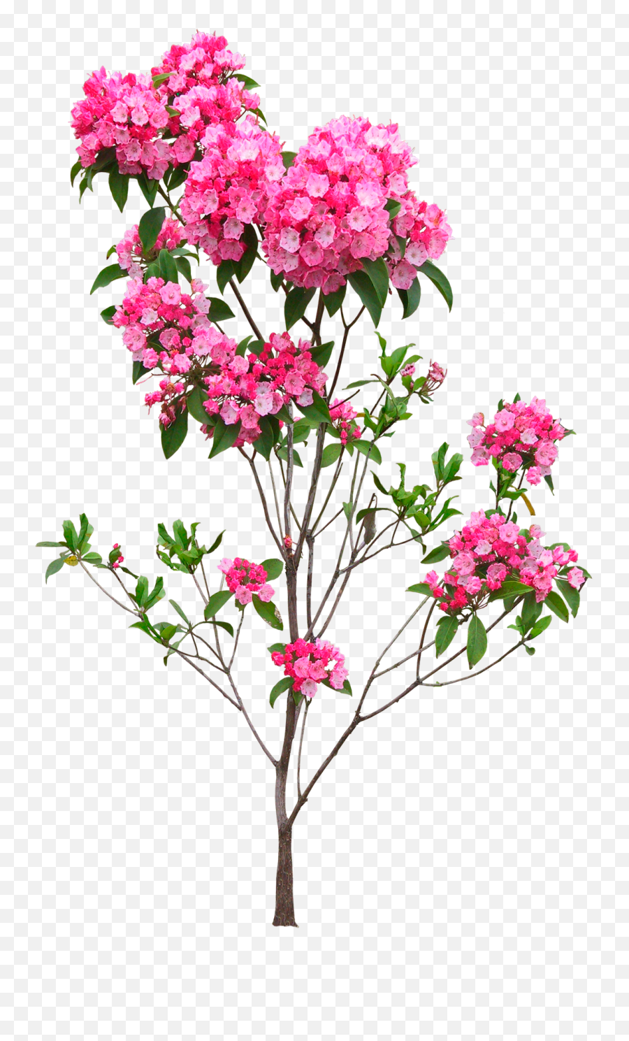 Plant Flower Png - Real Flower Png Emoji,Flowers Png