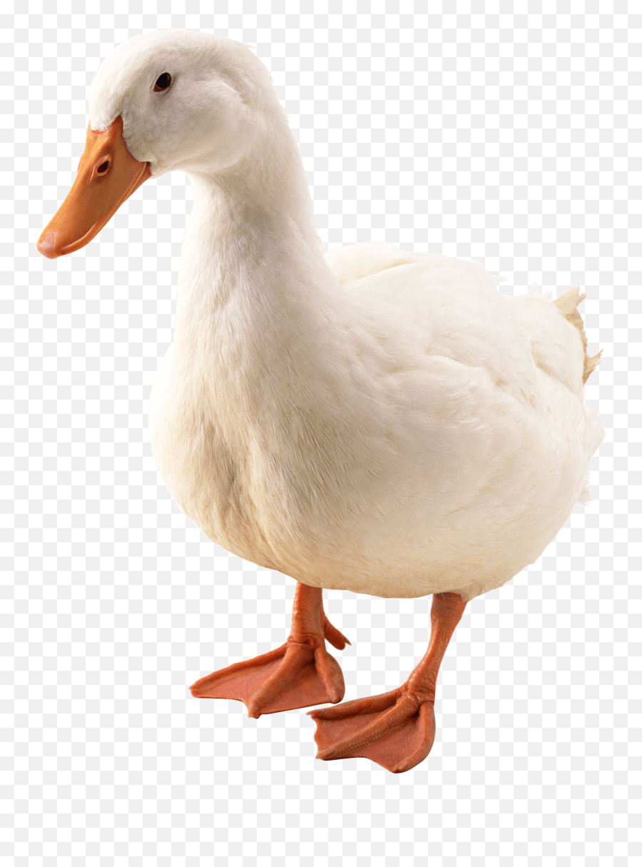 Download Duck Png Image Hq Png Image - Duck Png Emoji,Duck Png