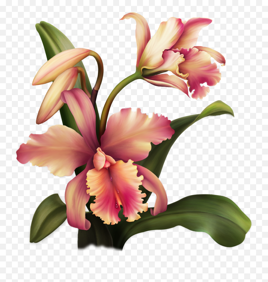 Download Aloha Orchid Special Flowers Painted Flowers Emoji,Painted Flowers Png