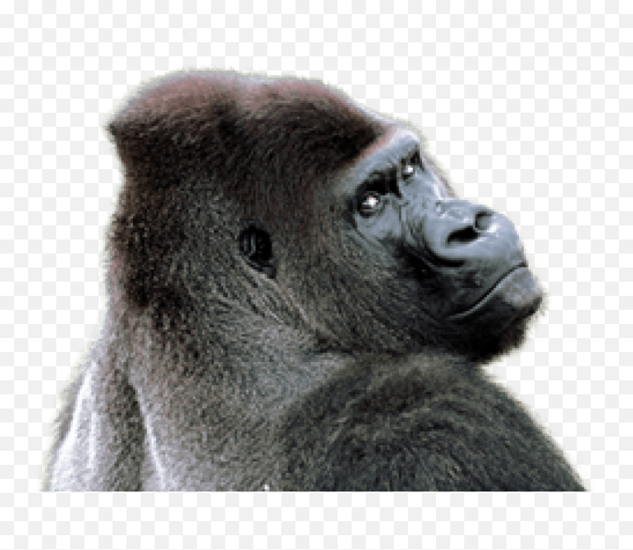 Download Free Png Gorilla Png Images - Transparent Background Gorilla Png Emoji,Gorilla Png