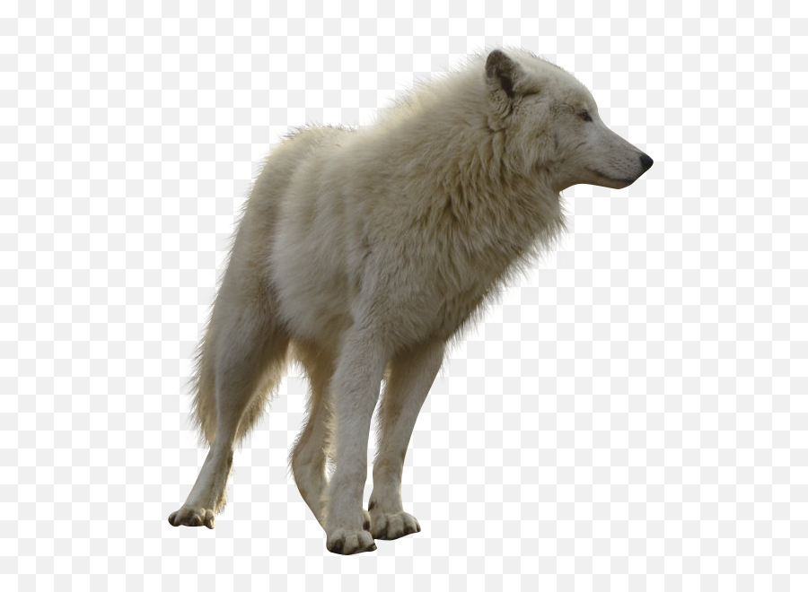 Free Download Download Wolf Png - White Wolf Clipart Transparent Emoji,Wolf Png