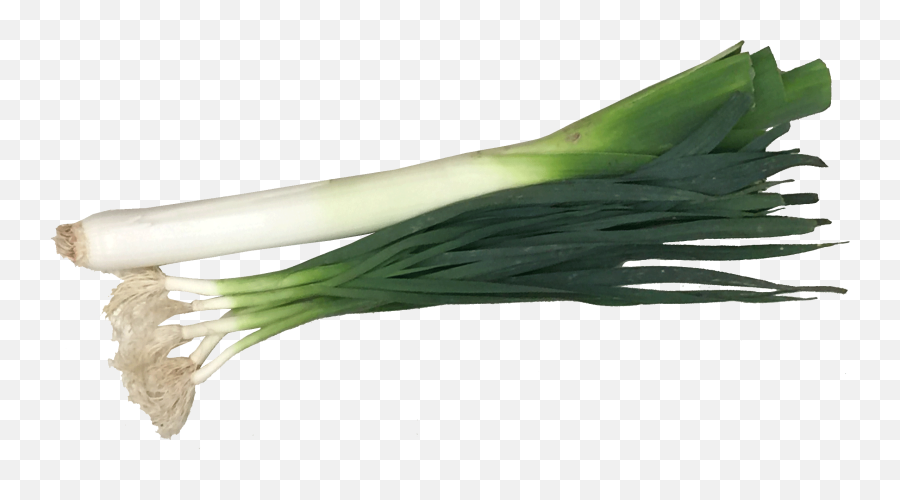 Download Green Garlic Png - Leek Plant Png Emoji,Garlic Png